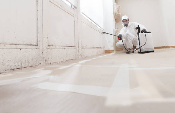 Black mold remediation team in North Port